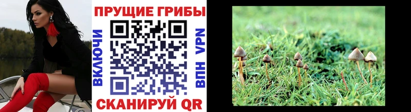 Галлюциногенные грибы Cubensis  omg сайт  Магадан 